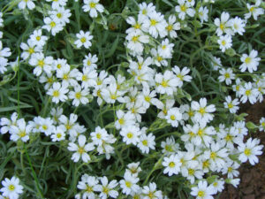 Chickweed growing in a patchy lawn before treatment