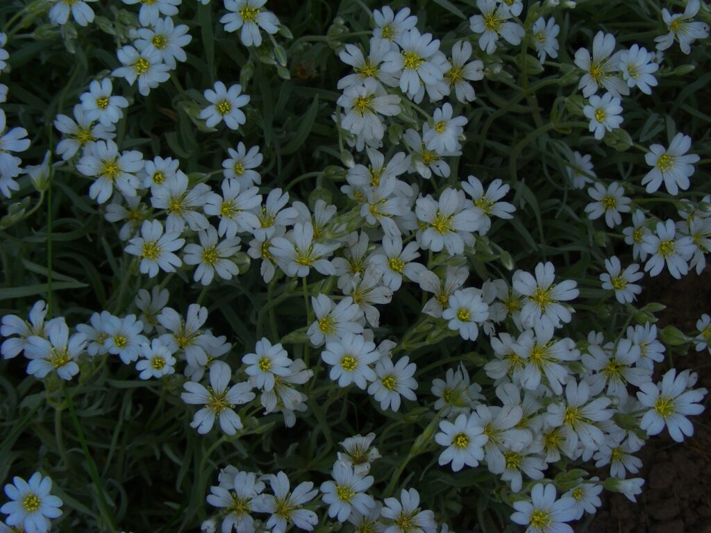 Chickweed growing in a patchy lawn before treatment