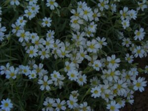 Chickweed growing in a patchy lawn before treatment
