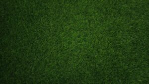 A lush, green, weed-free lawn maintained by a professional lawn care company