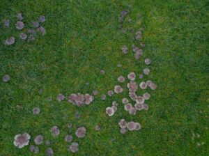 Fairy Ring Fungus forming a circular pattern with mushrooms on a residential lawn