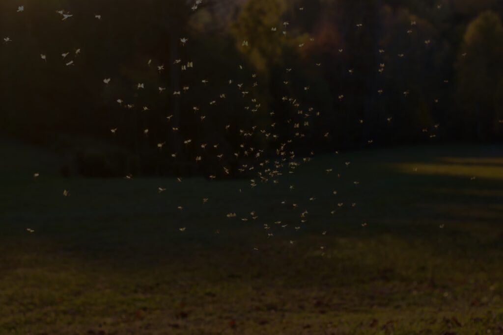 Swarm of mosquitoes flying outdoors during summer
