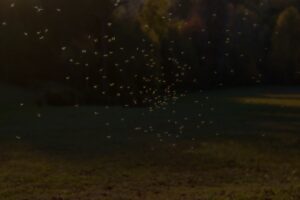 Swarm of mosquitoes flying outdoors during summer