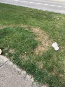 Fairy Ring Fungus forming a circular pattern with mushrooms on a residential lawn