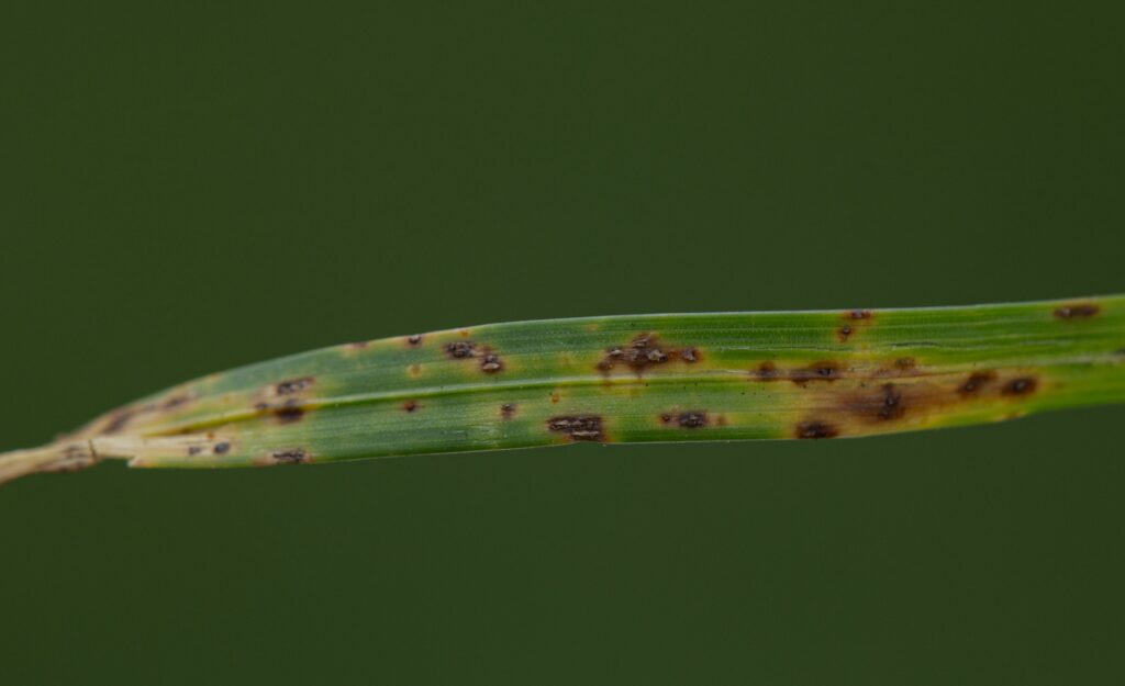 Brown patch in grass caused by fusarium blight fungus