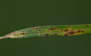 Brown patch in grass caused by fusarium blight fungus