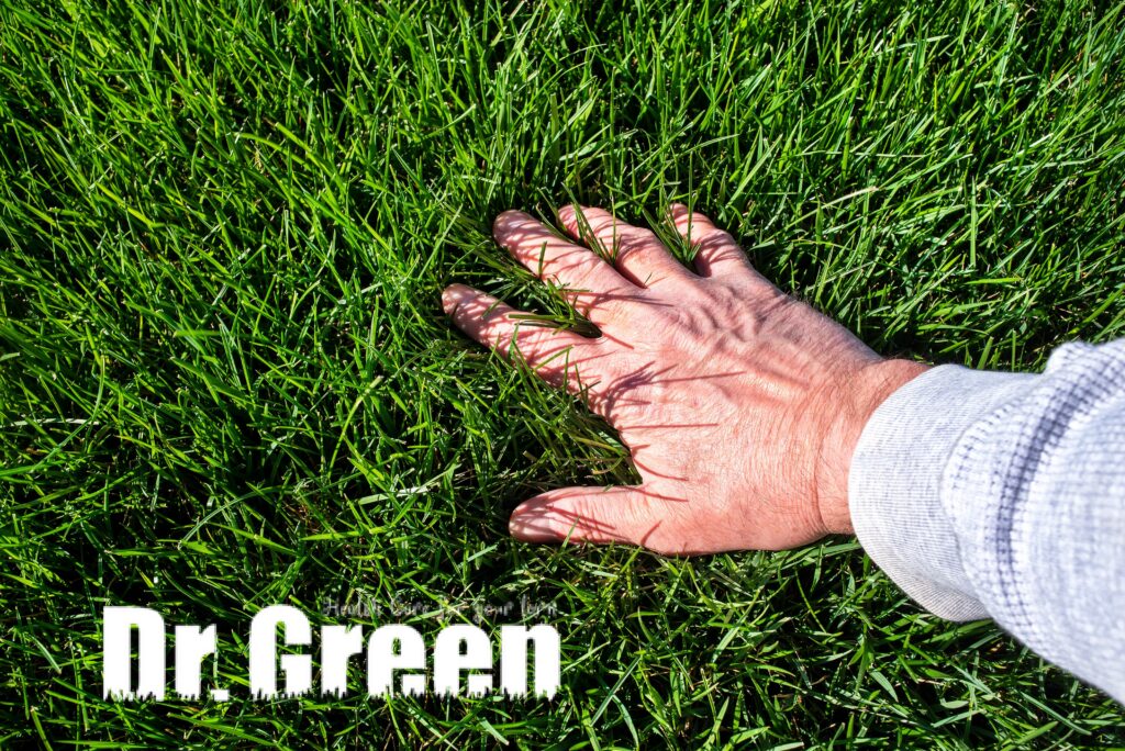 Hand touching a healthy, green, weed-free lawn maintained by a professional lawn care company