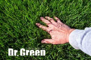 Hand touching a healthy, green, weed-free lawn maintained by a professional lawn care company