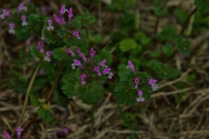 Henbit weed growing in lawn with bright purple flowers and scalloped leaves