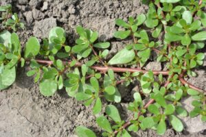 Purslane weed growing in a lawn with thick red stems and paddle-shaped succulent leaves 