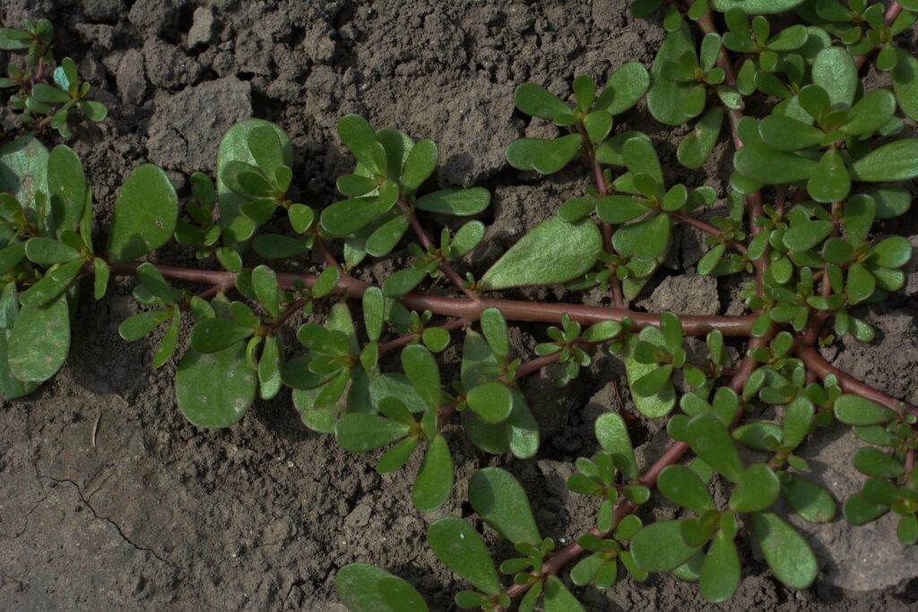 Purslane weed growing in a lawn with thick red stems and paddle-shaped succulent leaves