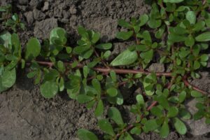 Purslane weed growing in a lawn with thick red stems and paddle-shaped succulent leaves