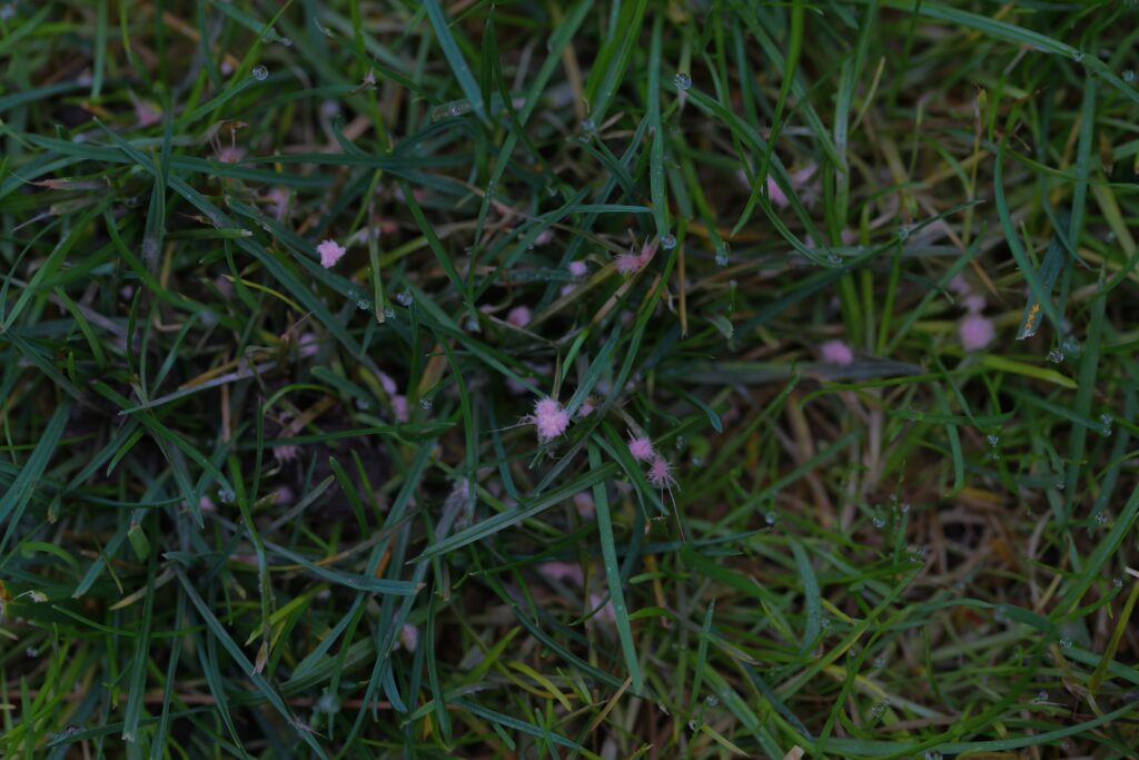 Close-up of red thread fungus on a lawn, showing pink threads and discolored grass patches.