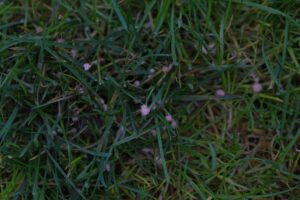 Close-up of red thread fungus on a lawn, showing pink threads and discolored grass patches.