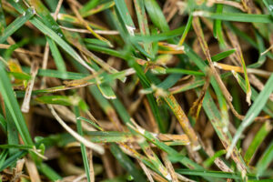 Brown patch in grass caused by fusarium blight fungus
