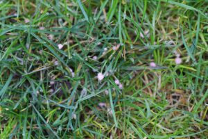 Close-up of red thread fungus on a lawn, showing pink threads and discolored grass patches. 