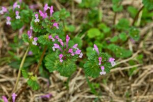 Henbit weed growing in lawn with bright purple flowers and scalloped leaves 