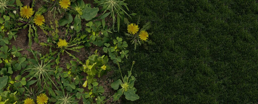 Common lawn weeds like dandelions, crabgrass, and clover.