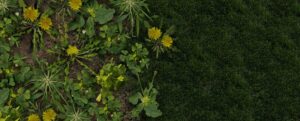Common lawn weeds like dandelions, crabgrass, and clover.