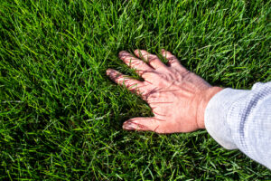 Hand hovering over a thick, green, healthy lawn treated with nitrogen fertilizer.