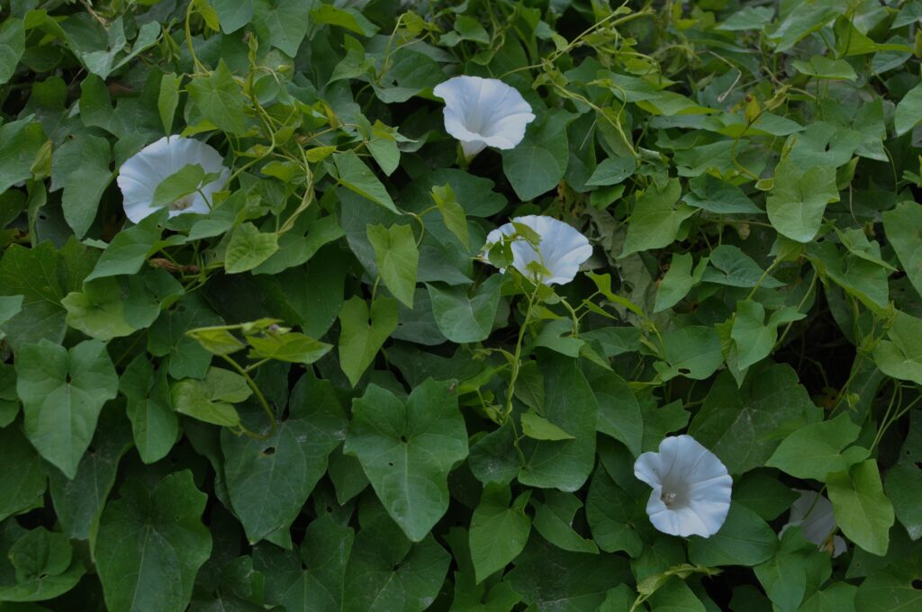 Close-up of bindweed, an invasive summer weed with white trumpet-shaped flowers and arrow-shaped leaves, winding through healthy green lawn grass.