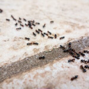 Close-up of black ants foraging on a patio in summer.