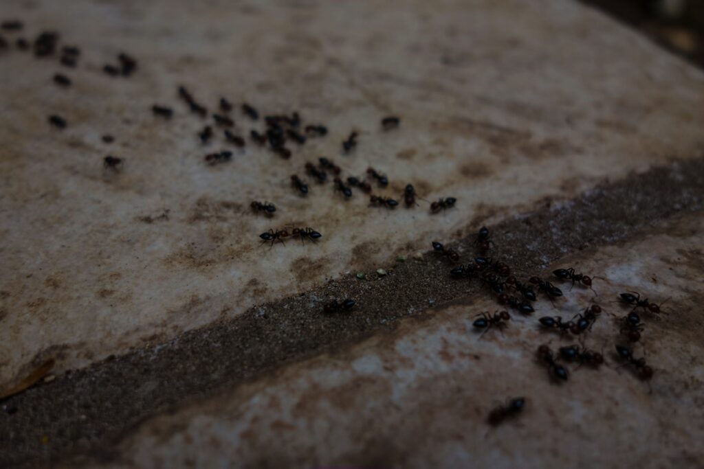 Close-up of black ants foraging on a patio in summer.