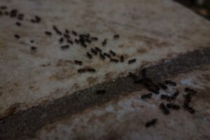 Close-up of black ants foraging on a patio in summer.