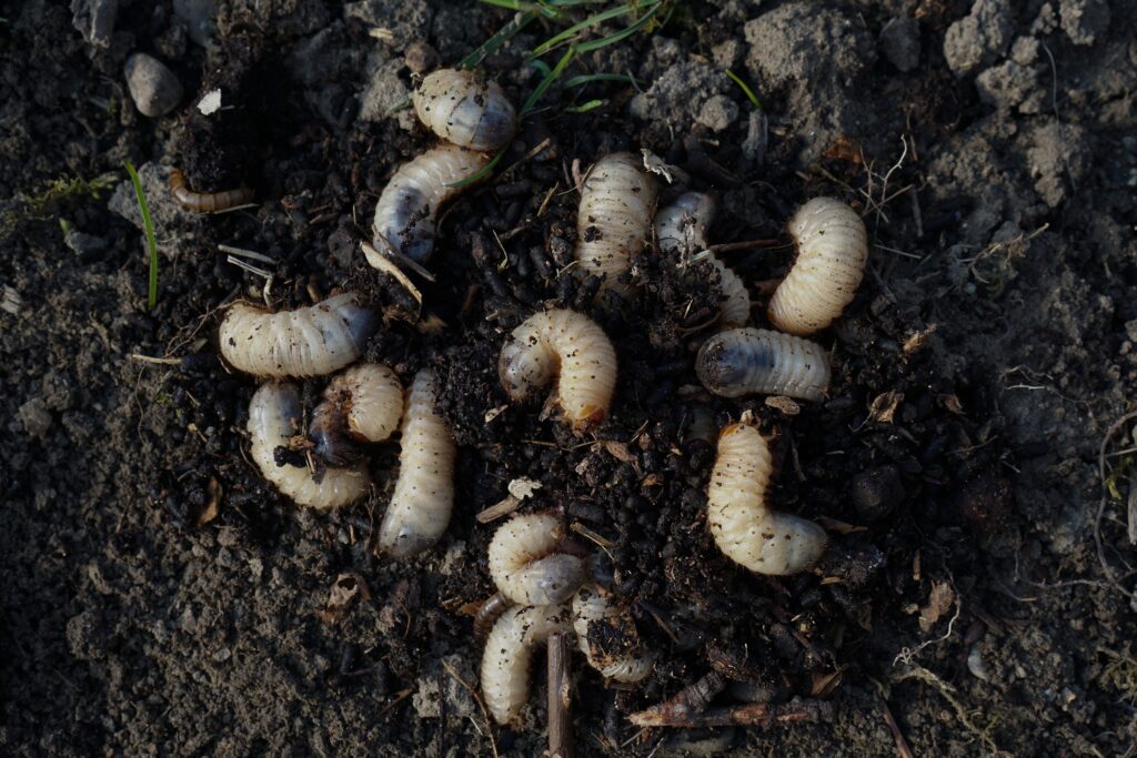 Grub worm in the soil damaging grass roots in late summer