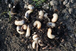 Grub worm in the soil damaging grass roots in late summer