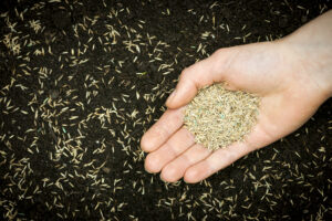 Close-up of a handful of premium grass seed ready for fall lawn seeding