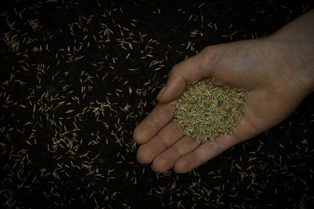 A close-up image showing a handful of high-quality grass seed used by Dr. Green Services during fall aeration and seeding. The seed is chosen for strong germination, thick coverage, and local compatibility.