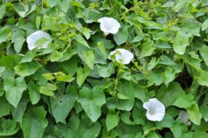 Bindweed vine with white trumpet-shaped flowers climbing through lawn grass. 