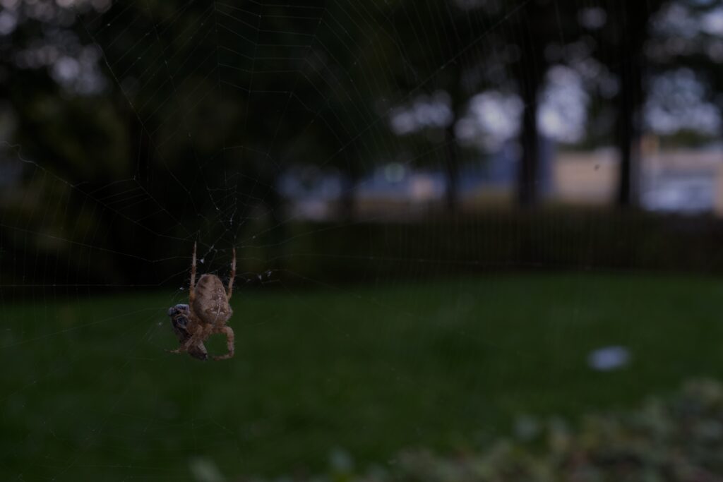 Garden spider in summer hanging from its web with trees and grass in the background
