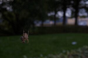 Garden spider in summer hanging from its web with trees and grass in the background