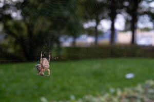 Garden spider in summer hanging from its web with trees and grass in the background