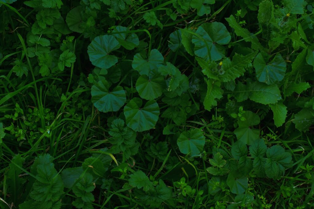 Broadleaf weeds growing in a residential lawn.