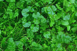 Broadleaf weeds growing in a residential lawn.