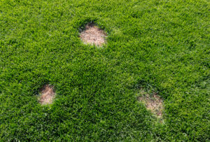 Brown spots on lawn showing turf damage.