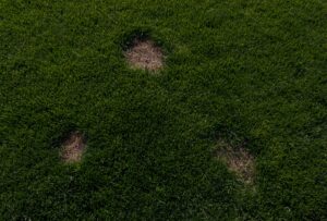 Brown spots on lawn showing turf damage.
