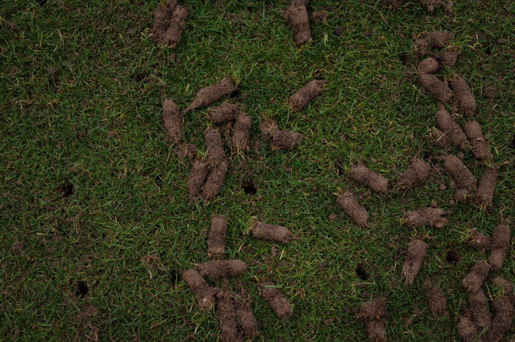 Photo showing messy soil plugs scattered across a lawn after core aeration, highlighting the damage and unattractive results homeowners often face.
