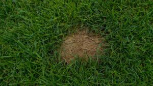 Dead spot on lawn caused by dog urine damage