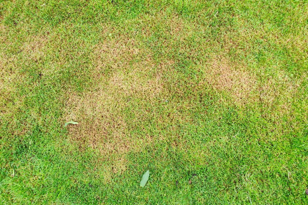 Lawn with dead grass and thatch buildup in need of raking