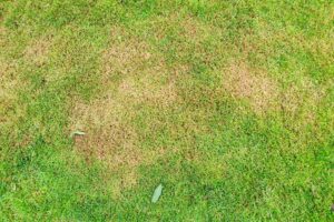 Lawn with dead grass and thatch buildup in need of raking