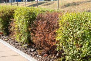 Spirea bush damaged by tree and shrub diseases with dry red leaves