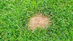 Dead spot on lawn caused by dog urine damage