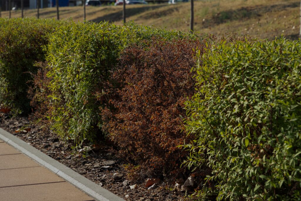Spirea bush damaged by tree and shrub diseases with dry red leaves
