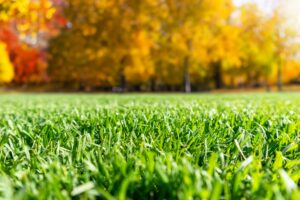 Healthy green lawn after dormant lawn fertilization in fall with colorful trees in the background.