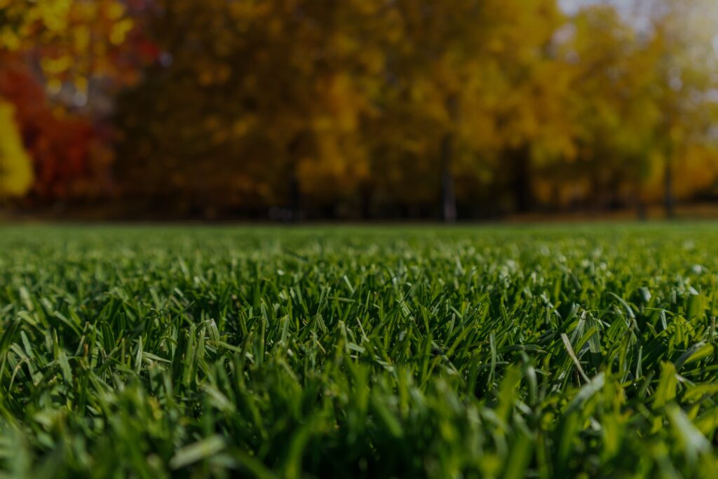 Healthy green lawn after dormant lawn fertilization in fall with colorful trees in the background.