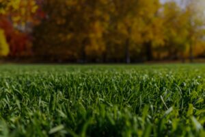 Healthy green lawn after dormant lawn fertilization in fall with colorful trees in the background.